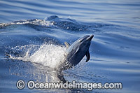 Pantropical Spotted Dolphin (Stenella attenuata). Also known as Pacific Spotted Dolphin. Found in tropical and temperate seas of the world. Photo taken Hawaii, USA