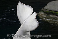 Beluga Whale (Delphinapterus leucas) showing detail the tail fluke on the surface. Also known as White Whale. Found in the Arctic and sub-Arctic region.