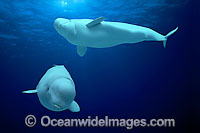 Beluga Whale (Delphinapterus leucas). Also known as White Whale. Found in the Arctic and sub-Arctic region. This is a digital composite image, whereby the Beluga's were photographed in captivity and the image merged with a water background image.