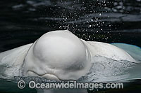 Beluga Whale (Delphinapterus leucas) showing detail of the head on the surface. Also known as White Whale. Found in the Arctic and sub-Arctic region.