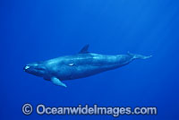 False Killer Whale (Pseudorca crassidens). Found throughout temperate and tropical oceanic waters of the world, but not common. Photo taken in Hawaii.