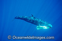 False Killer Whale (Pseudorca crassidens) with a stunned Dolphinfish (Coryphaena hippurus) being hunted. Found throughout temperate and tropical oceanic waters of the world, but not common. Photo taken in Hawaii.