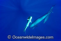 False Killer Whales (Pseudorca crassidens) with a stunned Dolphinfish (Coryphaena hippurus) being hunted. Found throughout temperate and tropical oceanic waters of the world, but not common. Photo taken in Hawaii.