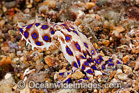 Greater Blue-ringed Octopus (Hapalochlaena lunulata). Found throughout the Indo-Pacific. Extremely venomous and dangerous tropical octopus. Photo taken in the Philippines. Within the Coral Triangle.