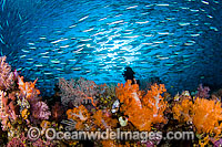 Tropical reef scene, consisting of schooling Fusiliers and Soft Corals. A typical reef scene that can be seen throughout the Indo Pacific. Photo taken off Komodo, Indonesia. Within the Coral Triangle.