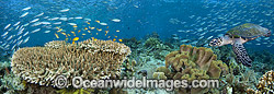 Reef scene, comprising Hard and Soft Corals, schooling Fusiliers and Hawksbill turtle (Eretmochelys imbricata). Photos taken off Komodo, Indonesia. (This is a digital composite comprising of two or more images).