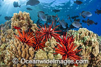 Reef Scene, comprising of Slate Pencil Urchins (Heterocentrotus mammillatus) and Black Triggerfish (Melichthys niger). Hawaii, Pacific Ocean, USA