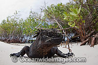 Marine Iguana (Amblyrhynchus cristatus), having just emerged onto a mangrove beach after feeding on algae at sea. This marine reptile is endemic to the Galapagos Islands. Photo taken at Santa Cruz Island, Galapagos, Equador.