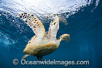 Hawksbill Sea Turtle (Eretmochelys imbricata). Bahamas, Atlantic Ocean. Found in tropical and warm temperate seas worldwide. Rare. Classified Critically Endangered species on the IUCN Red List.