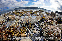 Kelp, Mussels and Barnacles are exposed on a beach at low tide in Howe Sound, British Columbia, Canada.