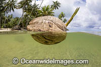 A sprouting coconut floats in the ocean off the island of Yap, Micronesia.