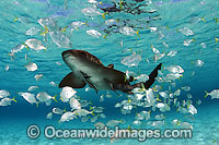 Nurse Shark (Ginglymostoma cirratum) with a school of juvenile Jacks and Remora. Photo taken in Bahamas, Caribbean Sea, USA