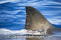 Great White Shark (Carcharodon carcharias), showing dorsal fin on surface. Guadalupe Island, Mexico.
