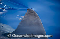 Great White Shark (Carcharodon carcharias), showing dorsal fin on surface. Guadalupe Island, Mexico.