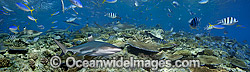Blacktip Reef Sharks (Carcharhinus melanopterus), with varioius tropical fish. Also known as Blacktip Shark. Photo taken at Beqa Lagoon, Fiji. (This is a digital composite comprising of two or more images).