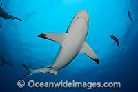 Grey Reef Shark (Carcharhinus amblyrhynchos). Also known as Grey Reef Shark, Black-vee Whaler and Longnose Blacktail Shark. Found throughout the tropical Indo-West and Central Pacific.