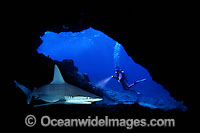 Diver observing a Sandbar Shark (Carcharhinus plumbeus) in a lava cavern. Maui, Hawaii, USA. This is a composite image, comprising of 2 or more images digitally merged together.