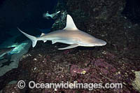 Sandbar Shark (Carcharhinus plumbeus). Also known as Thickskin Shark. Found in Tropical and Warm Temperate Seas of the world. Photo taken Hawaii, USA.