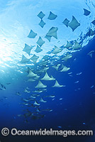 School of Pacific Cownose Rays (Rhinoptera steindachneri). Found in the waters of Colombia, Costa Rica, Ecuador, El Salvador, Guatemala, Honduras, Mexico, Nicaragua, Panama and Peru. Photo taken at Galapagos Islands.