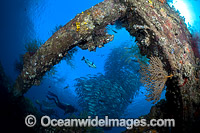 Divers observing schooling Bigeye Jacks (Caranx sexfasciatus) on the Liberty Shipwrech, Tulamben, Bali, Indonesia.