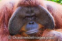 Orangutan (Pongo pygmaeus), adult male. Indonesia.