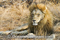 Male Lion (Panthera leo), enjoying last rays of sun in Motswari private game reserve, South Africa.