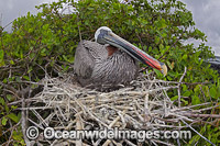 Brown Pelican (Pelecanus occidentalis), sitting on it's nest on Santa Cruz Island, Galapagos Archipelago, Ecuador.