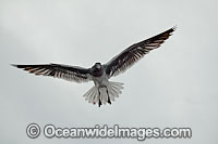 Lava Gull (Larus fuliginosus), in flight over Santa Cruz Island. With the population estimated at less than 800, this is one of the rarest gulls in the world. Galapagos Archipelago, Ecuador.