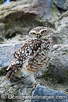 Burrowing Owl (Athene cunicularia). Also known as Ground Owl, Prairie Dog Owl, Rattlesnake Owl, Howdy Owl, Cuckoo Owl, Tunnel Owl, Gopher Owl, and Hill Owl. Photo taken Otavalo, Ecuador.