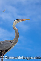 Great Blue Heron (Ardea herodias). Found throughout the United States and Canada, as well as Mexico and the West Indies. Also South America.