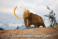 Digital illustration of a Woolly Mammoth (Mammuthus primigenius). A species of mammoth that lived during the Pleistocene epoch, and was one of the last in a line of mammoth species. Closely related to the modern-day elephant, it became extinct around 1700