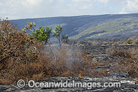 This new Pahoehoe lava flowing from Kilauea Volcano is burning a forest already isolated by an older Pahoehoe flow near Kalapana, Big Island, Hawaii.