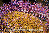 Coral spawning, showing suspended egg and sperm bundles. Great Barrier Reef, Queensland, Australia.