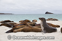 Galapagos Sea Lion (Zalophus wollebaeki), resting on a beach. Photo was taken at the Galapagos Islands, Ecuador. Classified Endangered on the IUCN Red List of Threatened Species.