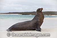 Galapagos Sea Lion (Zalophus wollebaeki), resting on a beach. Photo was taken at the Galapagos Islands, Ecuador. Classified Endangered on the IUCN Red List of Threatened Species.