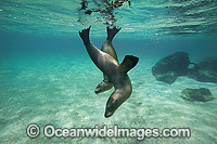 Galapagos Sea Lion (Zalophus wollebaeki). Photo was taken at the Galapagos Islands, Ecuador. Classified Endangered on the IUCN Red List of Threatened Species.