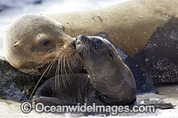 Galapagos Sea Lion (Zalophus wollebaeki), mother with pup. Photo was taken at the Galapagos Islands, Ecuador. Classified Endangered on the IUCN Red List of Threatened Species.