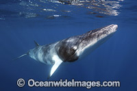 Minke Whale (Balaenoptera acutorostrata). Also known as Dwarf Minke Whale and thought to form yet-to-be named sub-species of common Minke whale. Ribbon Reefs, Great Barrier Reef, Queensland, Australia.