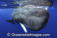 Sperm Whale (Physeter macrocephalus) underwater. Found in all oceans of the world, prefering ice-free waters. Photo taken off Mauritius. Classified as Vulnerable on the IUCN Red List.