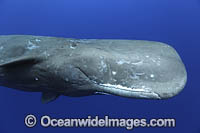 Sperm Whale (Physeter macrocephalus) underwater. Found in all oceans of the world, prefering ice-free waters. Photo taken off Mauritius. Classified as Vulnerable on the IUCN Red List.