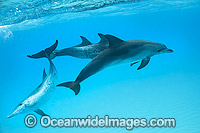 Atlantic Spotted Dolphin (Stenella frontalis), group of adults. Found throughout the Gulf Stream of the North Atlantic Ocean. Photo taken in Bahamas, Caribbean Sea, Atlantic Ocean.
