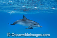 Atlantic Spotted Dolphin (Stenella frontalis), calf. Found throughout the Gulf Stream of the North Atlantic Ocean. Photo taken in Bahamas, Caribbean Sea, Atlantic Ocean.