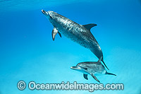 Atlantic Spotted Dolphin (Stenella frontalis), mother with calf. Found throughout the Gulf Stream of the North Atlantic Ocean. Photo taken in Bahamas, Caribbean Sea, Atlantic Ocean.
