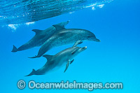Atlantic Spotted Dolphin (Stenella frontalis), mother and companion with calf. Found throughout the Gulf Stream of the North Atlantic Ocean. Photo taken in Bahamas, Caribbean Sea, Atlantic Ocean.