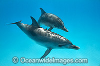 Atlantic Spotted Dolphin (Stenella frontalis), mother with calf. Found throughout the Gulf Stream of the North Atlantic Ocean. Photo taken in Bahamas, Caribbean Sea, Atlantic Ocean.