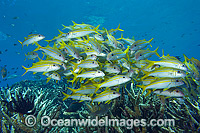 Schooling Yellow-striped Goatfish (Mulloidichthys vanicolensis). Found throughout the Indo-Pacific, from Red Sea to Hawaii and the Tuamotus, north to Japan and Lord Howe Island. Photo taken in Papua New Guinea.