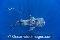 Snorkel diver observing a Whale Shark (Rhincodon typus). Found throughout the world in all tropical and warm-temperate seas. Photo taken at Ningaloo Reef, WA, Australia. Classified Vulnerable on the IUCN Red List.