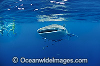 Snorkel Divers Whale Shark (Rhincodon typus). Found throughout the world in all tropical and warm-temperate seas. Photo taken at Ningaloo Reef, WA, Australia. Classified Vulnerable on the IUCN Red List.