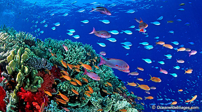 Great Barrier Reef photos