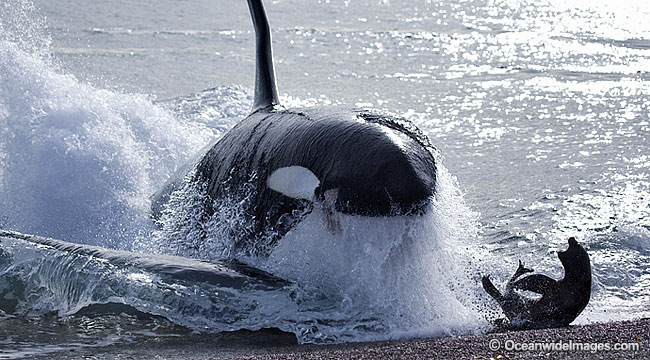 Orca photos